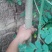 辣木树高度达到4米，养生植物可分解人体五脏六府内的高脂肪