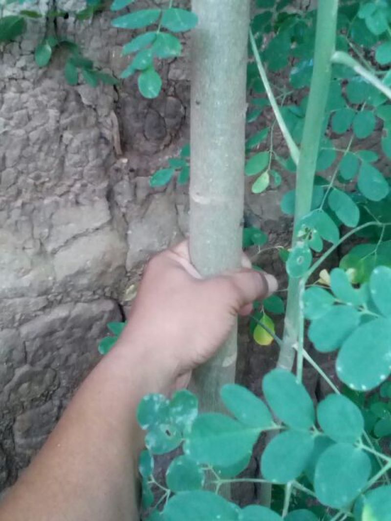 辣木树高度达到4米，养生植物可分解人体五脏六府内的高脂肪