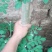 辣木树高度达到4米，养生植物可分解人体五脏六府内的高脂肪