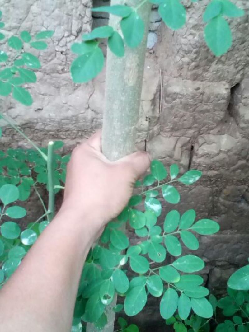 辣木树高度达到4米，养生植物可分解人体五脏六府内的高脂肪