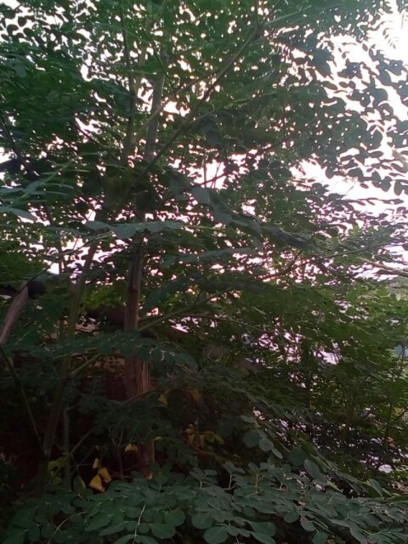 辣木树高度达到4米，养生植物可分解人体五脏六府内的高脂肪