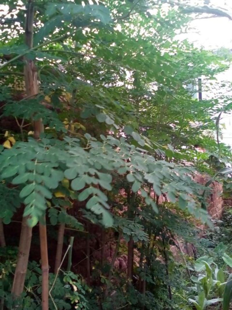 辣木树高度达到4米，养生植物可分解人体五脏六府内的高脂肪