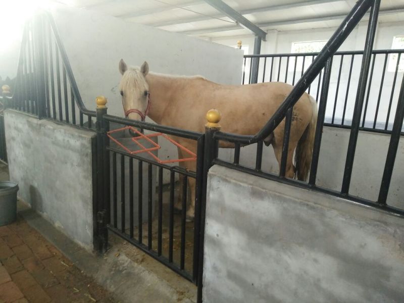 半血马400~500kg