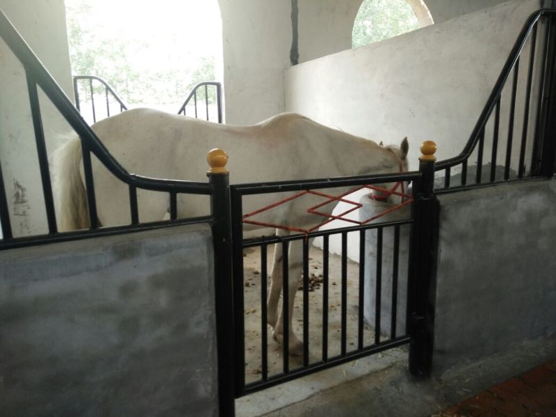 半血马400~500kg