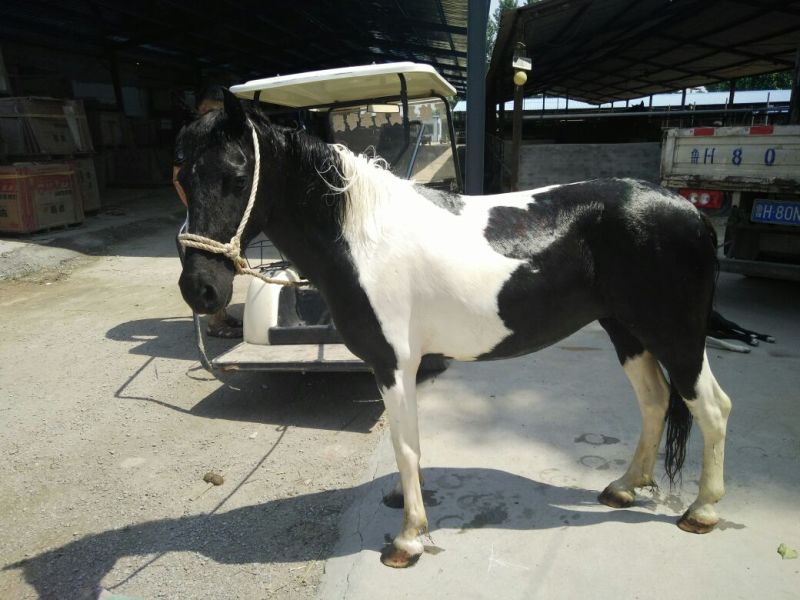 半血马400~500kg
