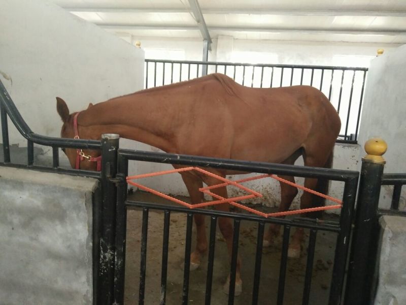 半血马400~500kg