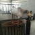 半血马400~500kg
