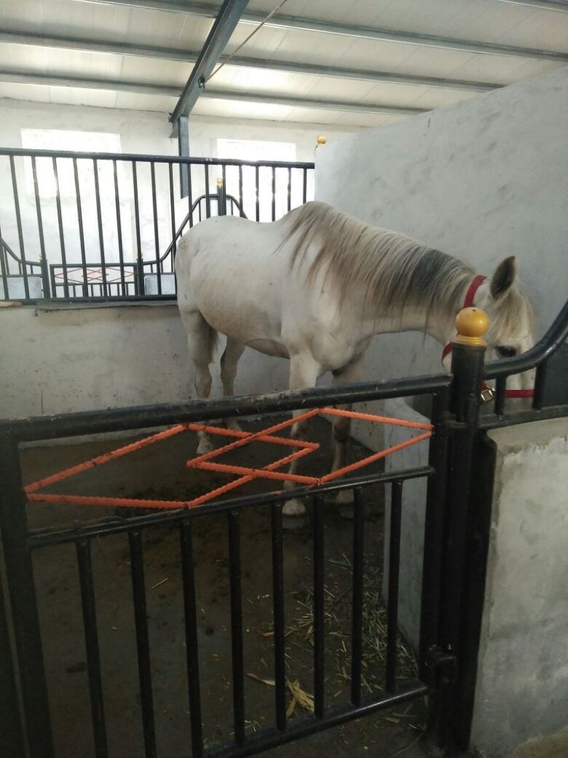 半血马400~500kg