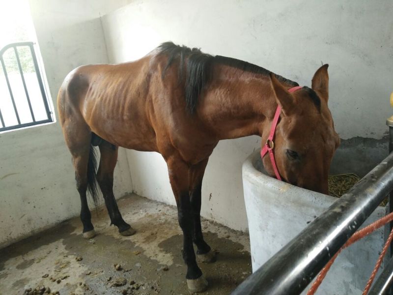 半血马400~500kg