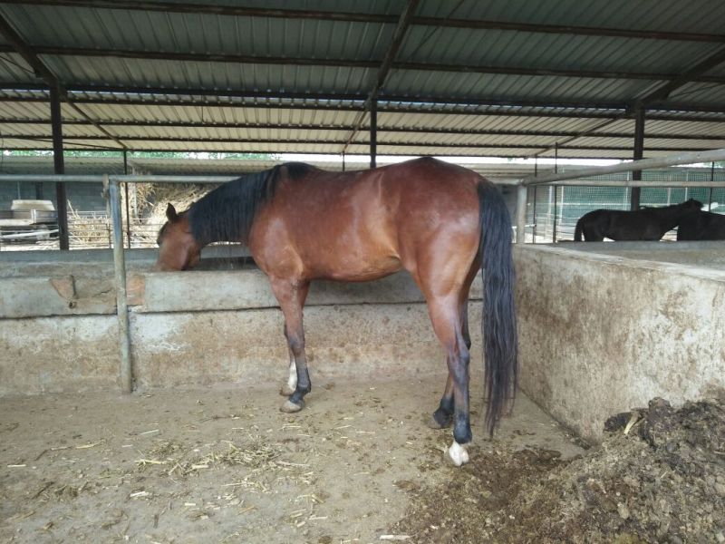 半血马400~500kg