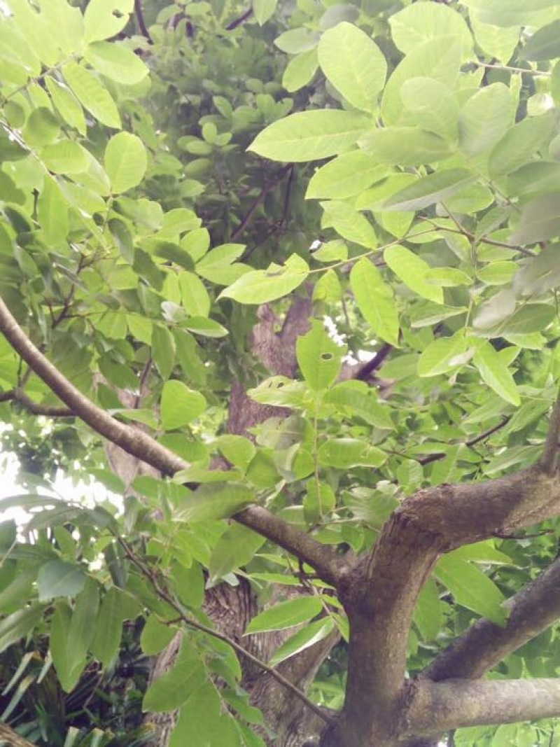 青钱柳茶一级