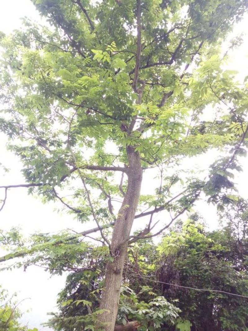 青钱柳茶一级