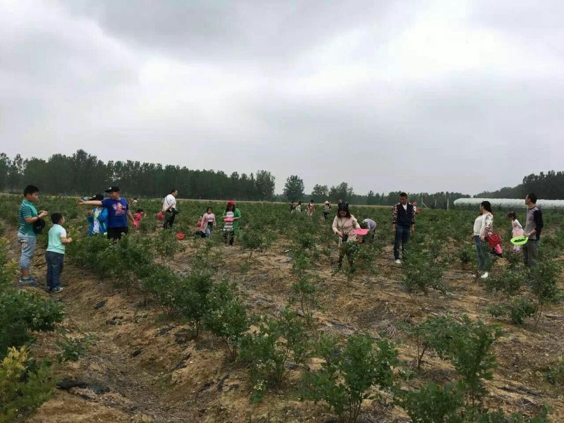 蓝莓鲜果12~14mm以上