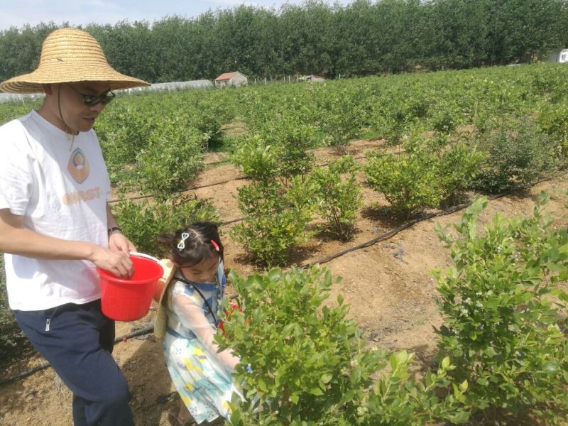 蓝莓鲜果12~14mm以上