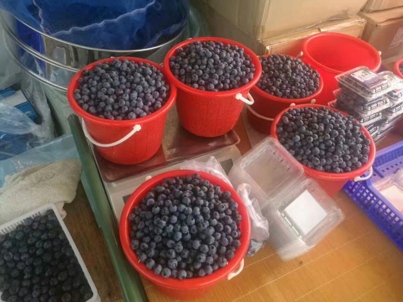 蓝莓鲜果12~14mm以上