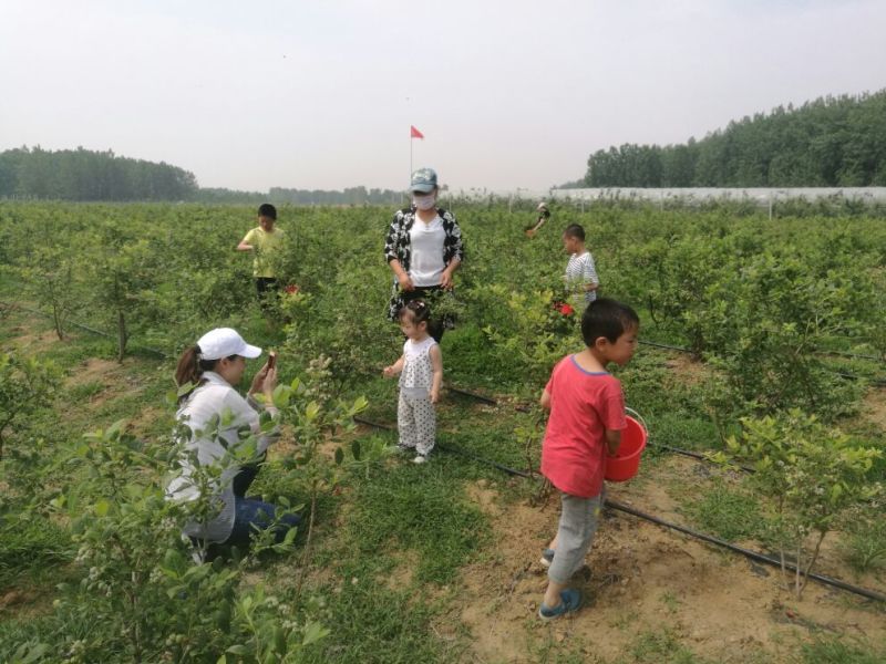 蓝莓鲜果12~14mm以上