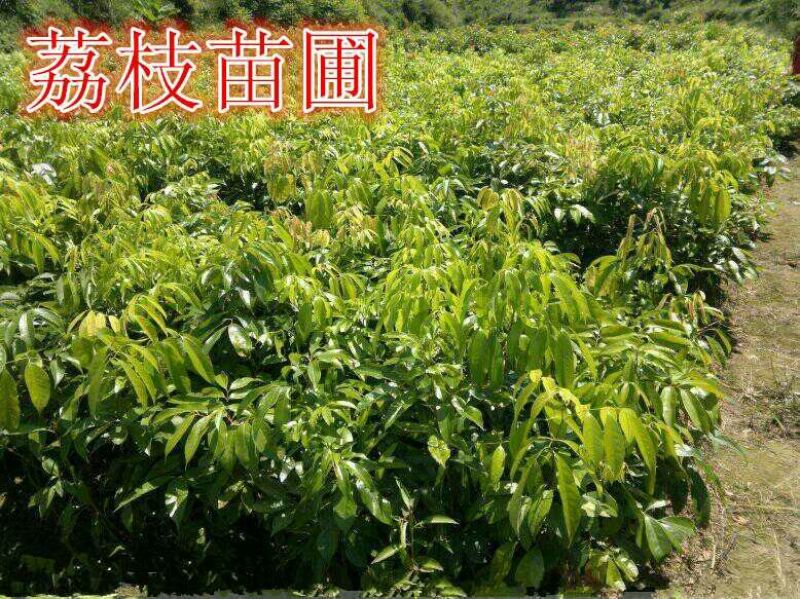 无核荔枝苗50~80cm嫁接苗2-3年苗，带土带叶发货