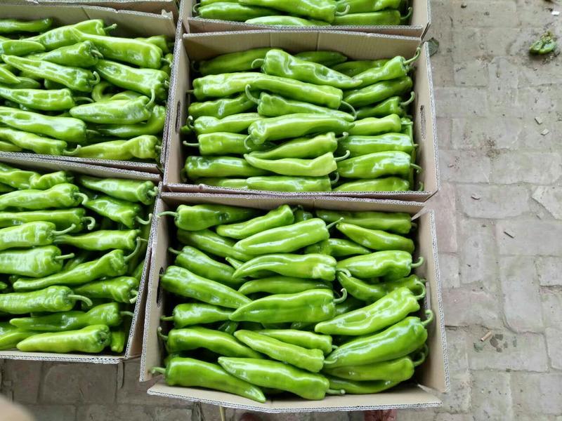 精品优质牛角椒六月中旬大量上市，精准报价，支持视频看货
