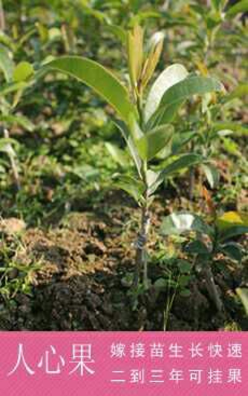 人心果苗南方北方盆栽地栽庭院种植四季可种带土带叶包邮