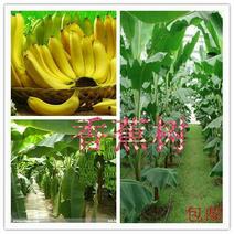 香蕉苗营养杯苗带土带叶地栽庭院种植当年结果包邮