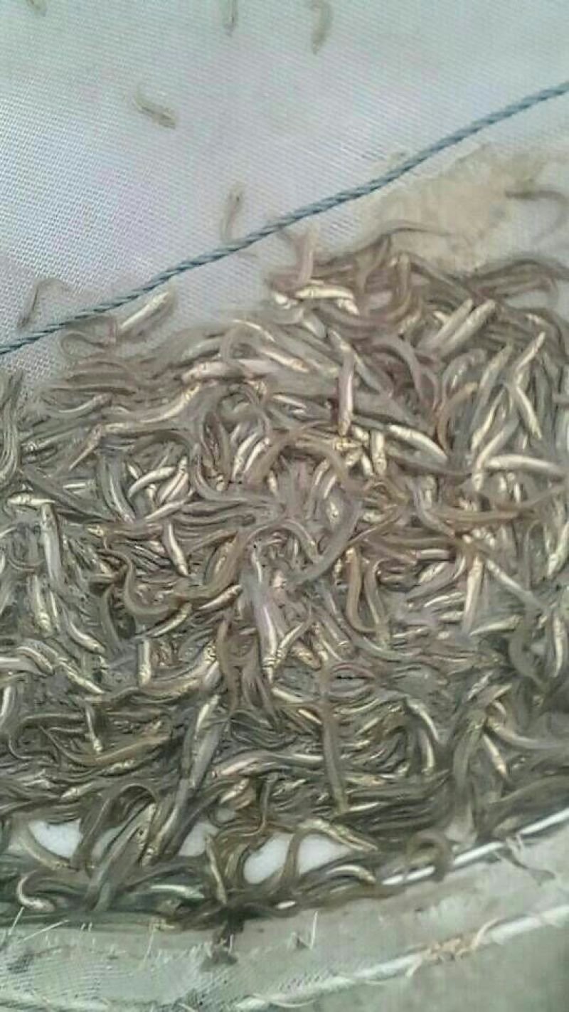 中华沙鳅苗台湾泥鳅