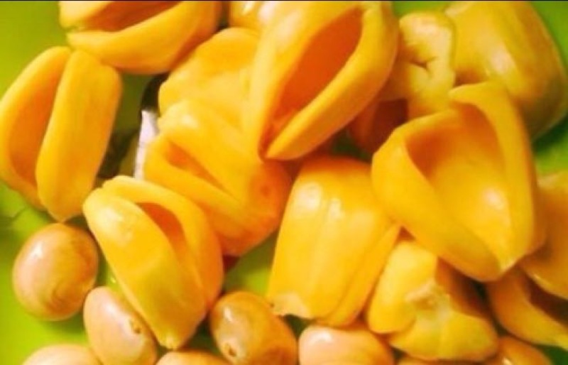 菠萝蜜苗