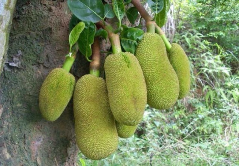 菠萝蜜苗