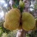 菠萝蜜苗
