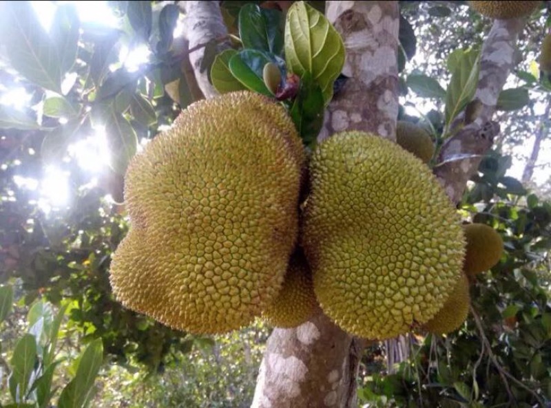 菠萝蜜苗