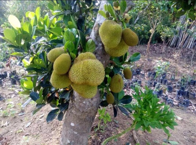 菠萝蜜苗