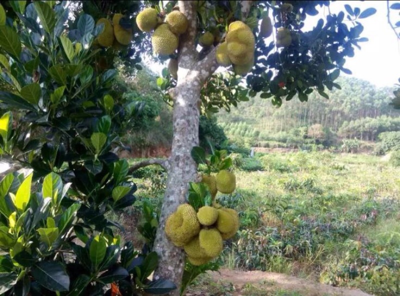 菠萝蜜苗
