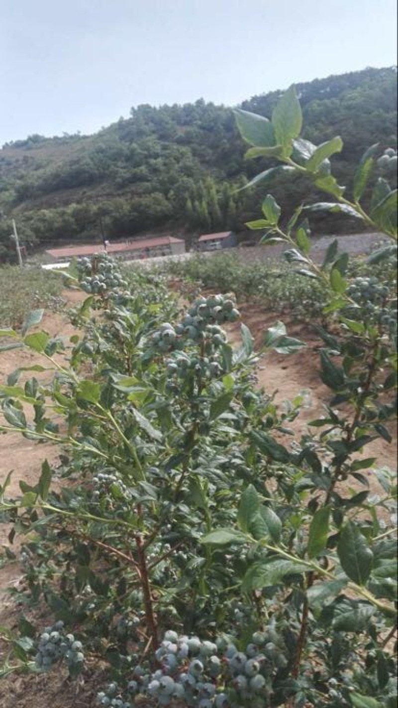 蓝丰蓝莓