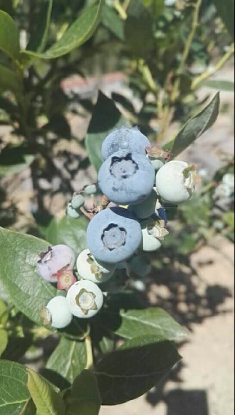 蓝丰蓝莓