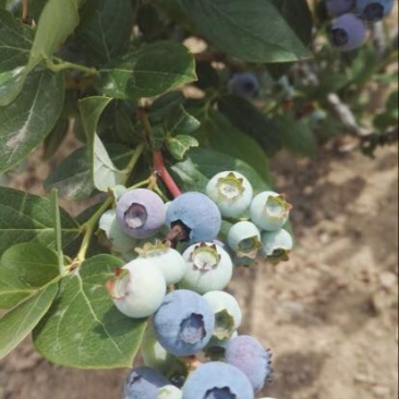 蓝丰蓝莓