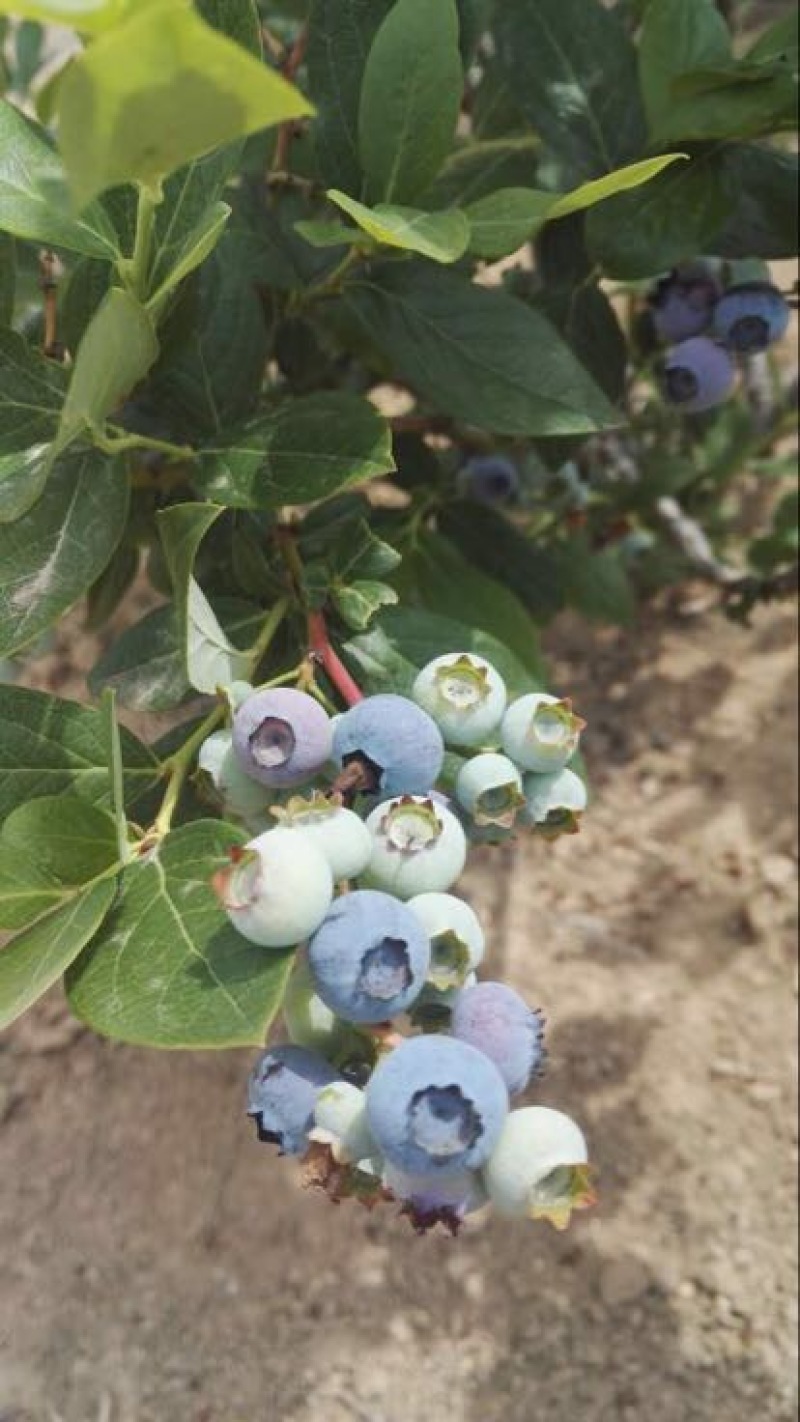 蓝丰蓝莓