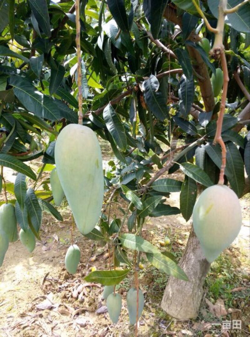 金煌芒树苗
