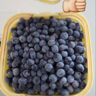 蓝莓