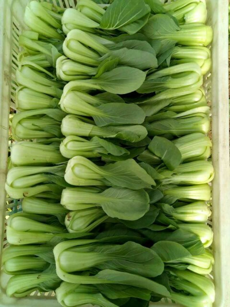 青菜8~10cm陈丽