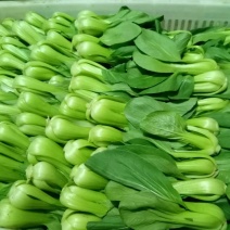青菜8~10cm陈丽