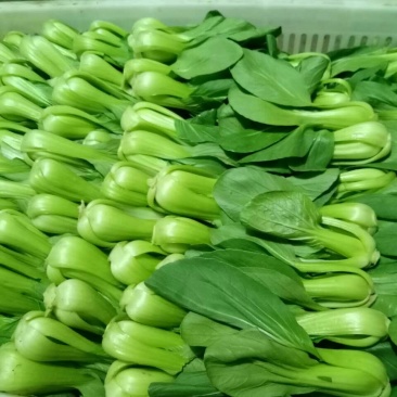 青菜8~10cm陈丽