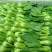 青菜8~10cm陈丽