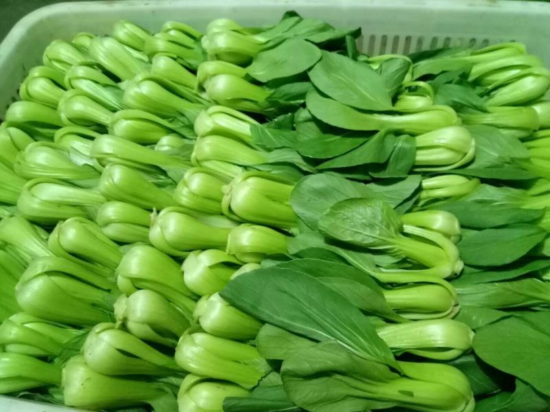 青菜8~10cm陈丽