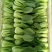 青菜8~10cm山东曹县邵庄小油菜