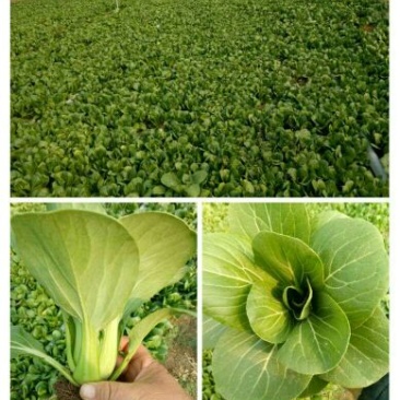 青菜8~10cm山东曹县邵庄小油菜