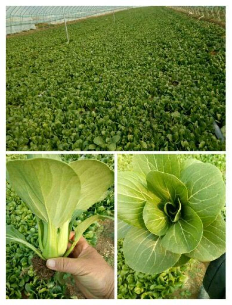 青菜8~10cm山东曹县邵庄小油菜