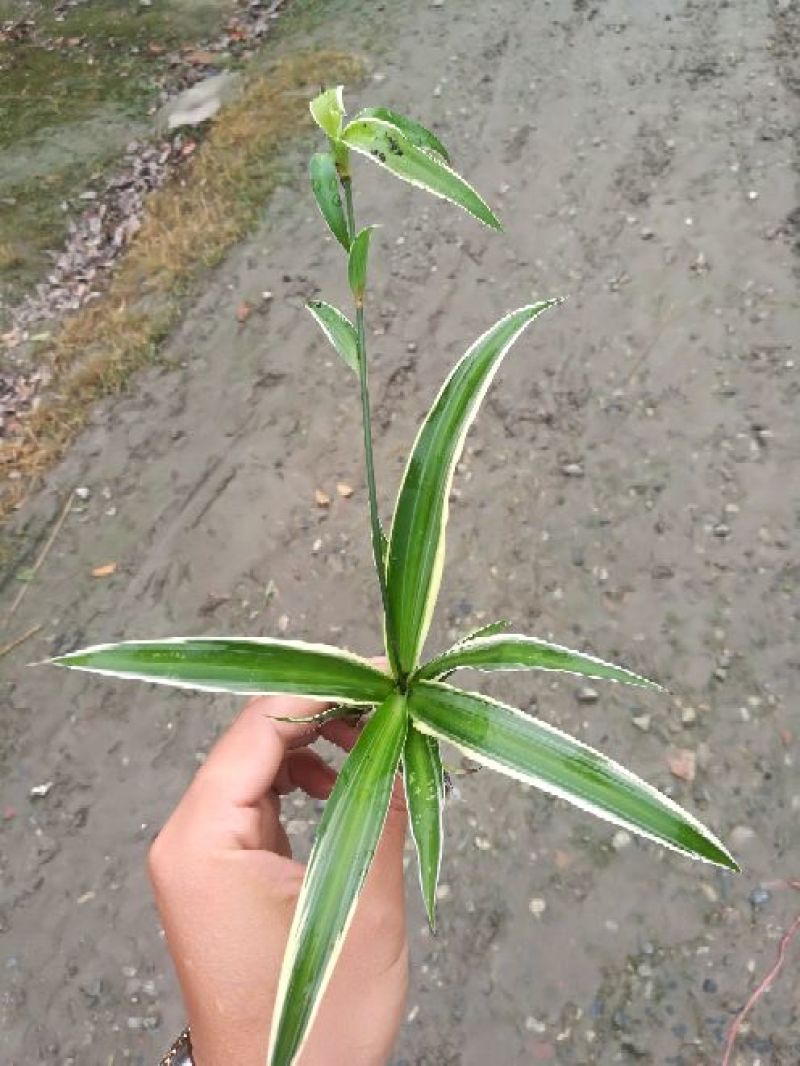 吊兰30cm以下