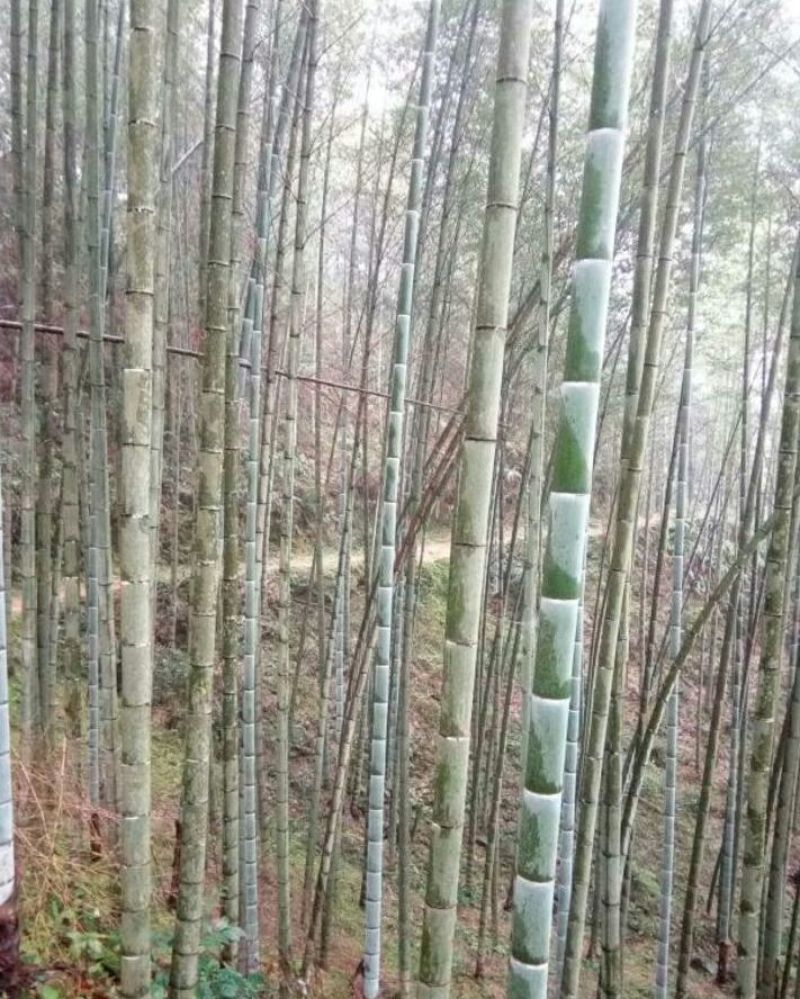 竹子6~7m