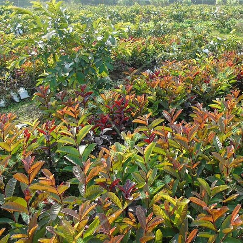 红宝石芭乐苗2-5年苗嫁接苗可盆栽地栽庭院种植当年结果
