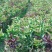红宝石芭乐苗2-5年苗嫁接苗可盆栽地栽庭院种植当年结果