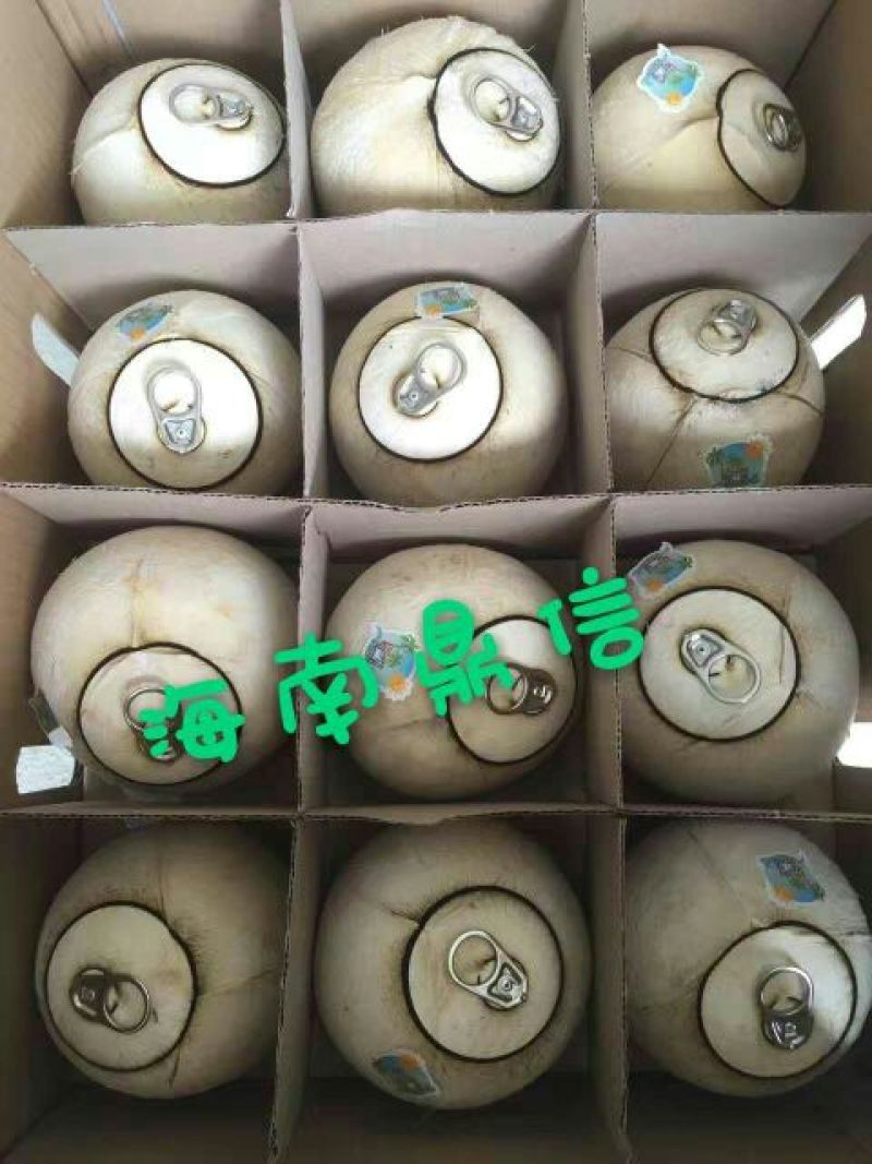 海南椰子1.5~2斤